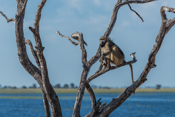 Chacma baboon sitting beside river in tree