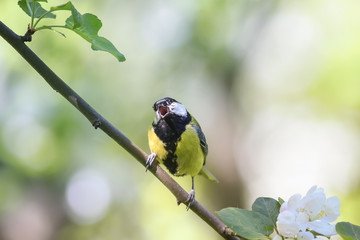 bird chickadee sings a song sitting on a blossoming branch in the spring in the Park