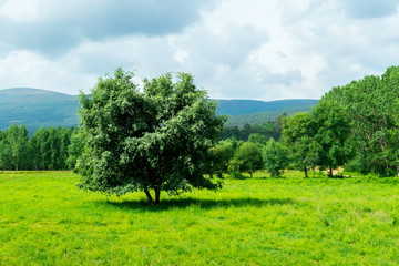 Fototapeta na wymiar Árbol solitario frente a bosque con fondo montañoso