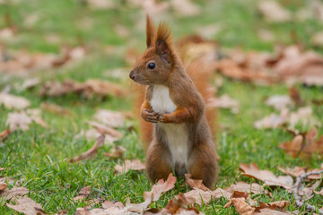 Naklejka na ściany i meble Eurasian red squirrel (Sciurus vulgaris), Lazienki park, Warsaw