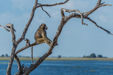 Chacma baboon sitting by river in tree