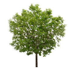 Obraz premium Isolated tree on white background