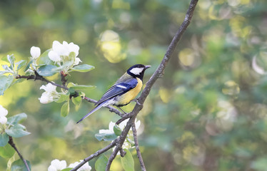 bird chickadee sings a song sitting on a blossoming branch in the spring 