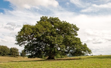 Oak Tree.
