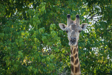 Close-up of South African giraffe in trees