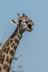 Close-up of South African giraffe opening mouth