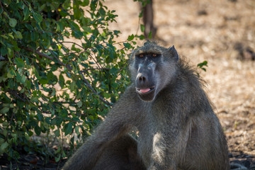 Close-up of chacma baboon sitting beside bush