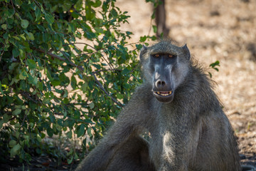 Close-up of chacma baboon with open mouth