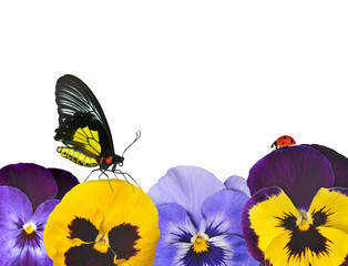 Pansies flower with butterfly and ladybug on white background.