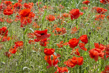 Czerwone maki na łące pośród traw.  Łąka z pięknymi makami w pogodne wiosenne przedpołudnie. © IreneuszB