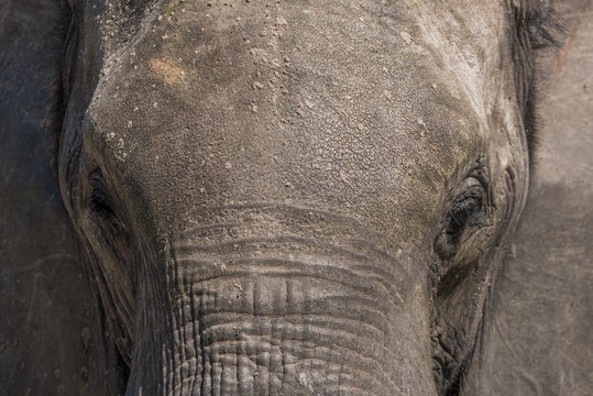 Close-up of elephant head covered in earth