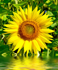 Naklejka premium Beautiful sunflower field in summer