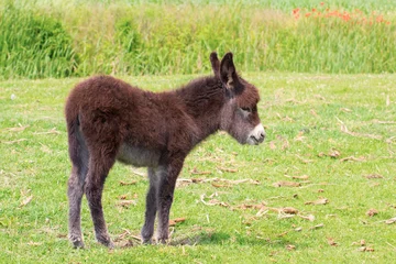 Cercles muraux Âne Young donkey