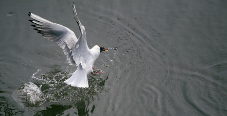 Seagull catching bread