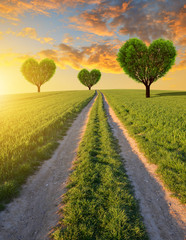 Dirt road in wheat field and trees in the shape of heart at sunset. Spring landscape.