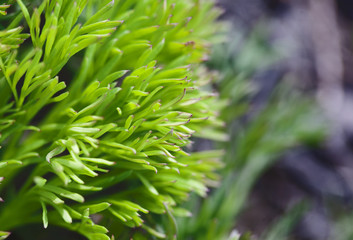 background. Branch of green bush