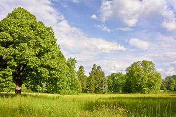 W parku.Krajobraz z drzewami i łaką z wysoką kolorową trawą.
Piękny widok w parku w słoneczny wiosenny dzień.