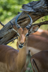 Close-up of impala chewing under dead branch