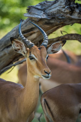 Close-up of impala under branch facing camera