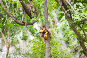the monkey sits and eats banana