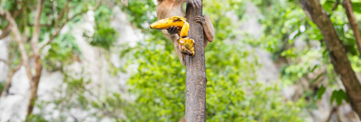 the monkey sits and eats banana