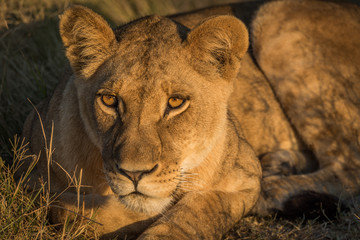 Naklejka na ściany i meble Close-up of lion lying down at sunset