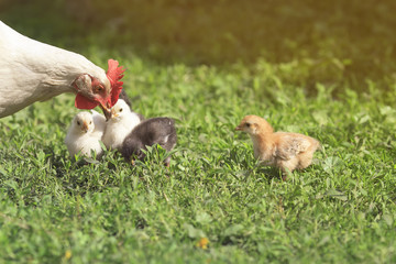 hen hen walks with her two little chickens in the summer in the green grass