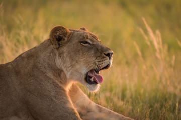 Close-up of lion lying in grass yawning