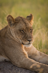 Close-up of lion lying with eyes closed