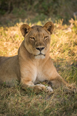 Close-up of lioness lying in grassy clearing