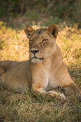Obraz na płótnie Canvas Close-up of lioness on grass turning head