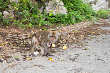 Mother monkey with baby