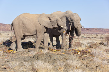Fototapeta premium Desert-adapted Elephants feeding, Damaraland