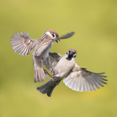 two birds of a Sparrow flying in the air along to spread its wings
