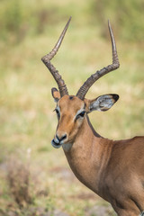 Naklejka na ściany i meble Close-up of male impala on grass chewing