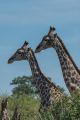 Close-up of two giraffe side-by-side above trees