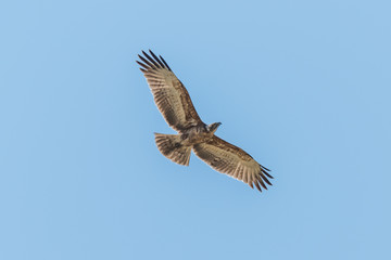 Crowned eagle flying overhead with wings spread