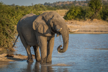 Elephant at dusk drinking from water hole