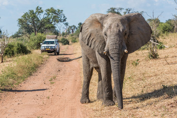 Fototapeta na wymiar Elephant before jeep on track facing camera