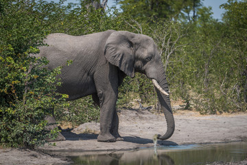 Elephant in bushes drinking from water hole