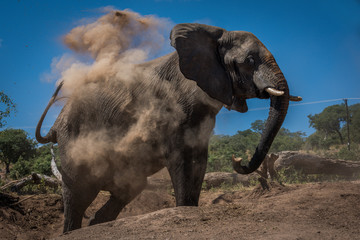 Fototapeta na wymiar Elephant in cloud of dust beside logs
