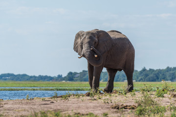 Fototapeta na wymiar Elephant on riverbank twisting trunk round tusk