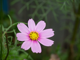 Fototapeta premium Common cosmos,