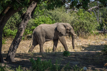 Elephant walking along track framed by trees