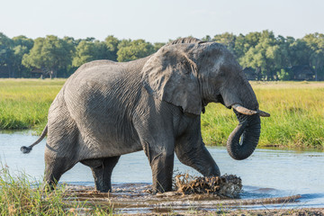 Elephant walking through river with curled trunk