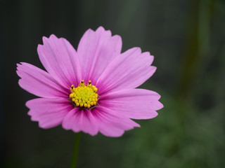 Obraz premium Common cosmos,