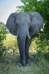Elephant walks straight towards camera through bushes
