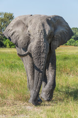 Elephant with missing tusk walking towards camera