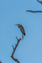 Grey heron standing on dead tree branch