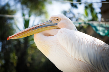 White and pink pelican